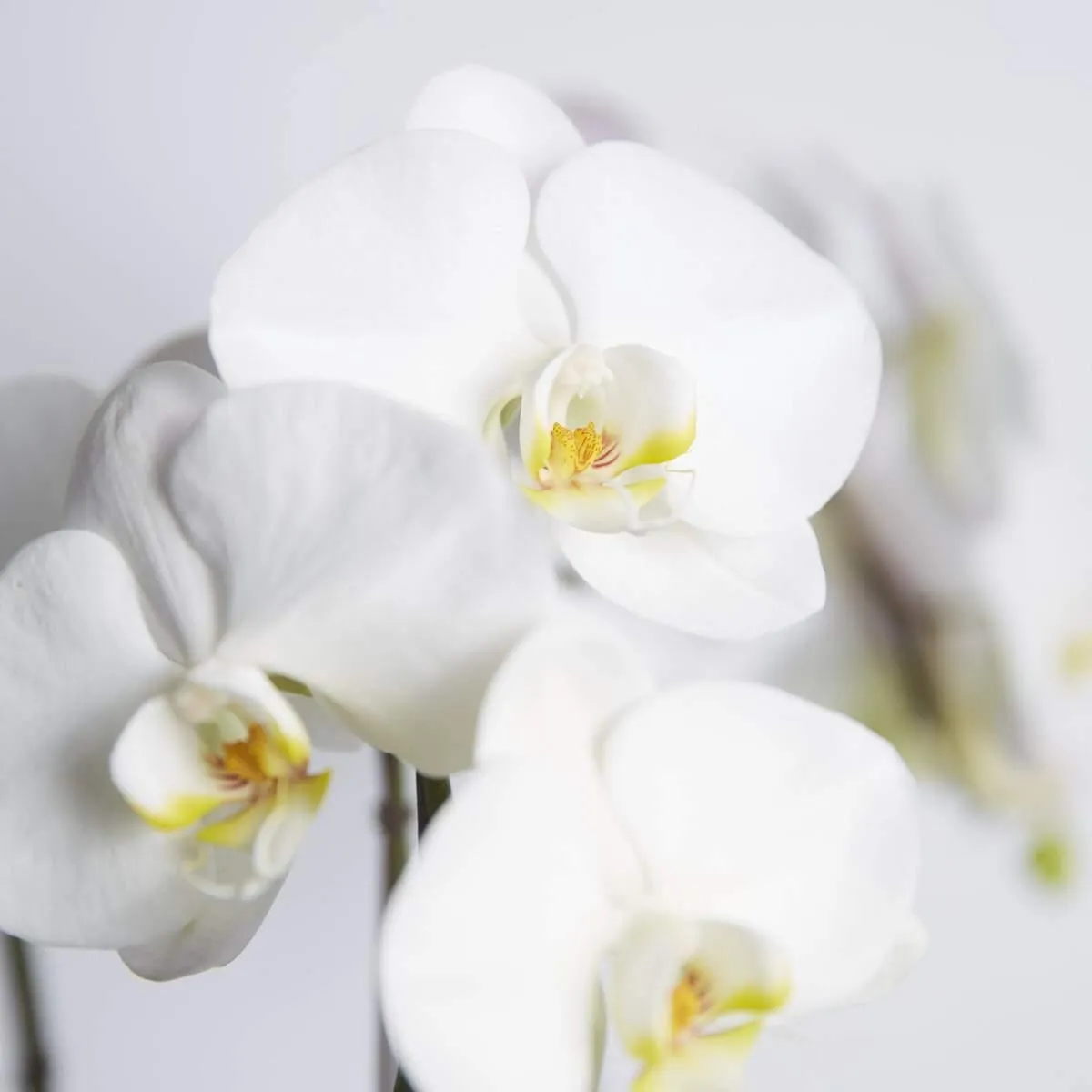 Peace & Serenity Orchid